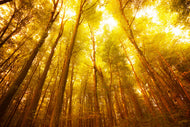 Photo Wallpaper Autumn Forest