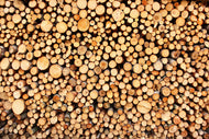 Photo Wallpaper Logs