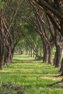 Photo Wallpaper In The Forest