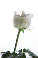 Photo Wallpaper On Behalf Of The Rose