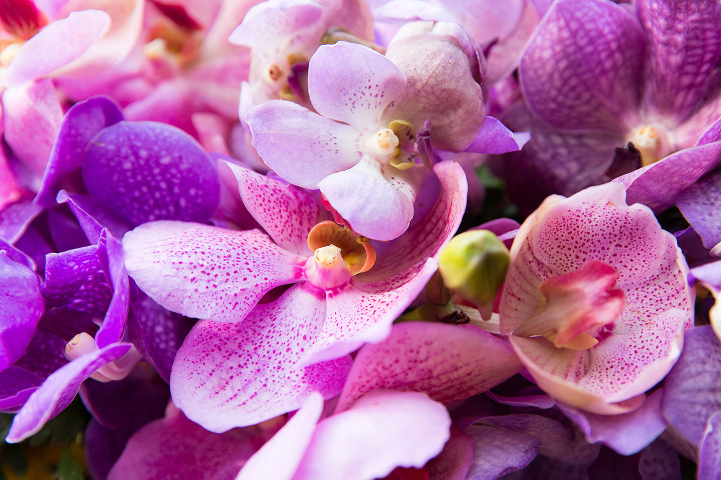 Photo Wallpaper Orchid Paradise