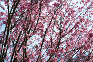 Photo Wallpaper Japanese Cherry Blossom