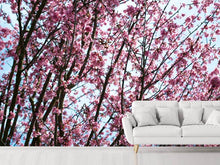 Load image into Gallery viewer, Photo Wallpaper Japanese Cherry Blossom
