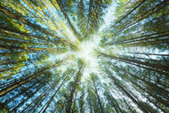 Photo Wallpaper Pine Forest