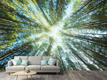 Load image into Gallery viewer, Photo Wallpaper Pine Forest
