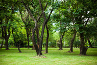 Photo Wallpaper Cherry Garden