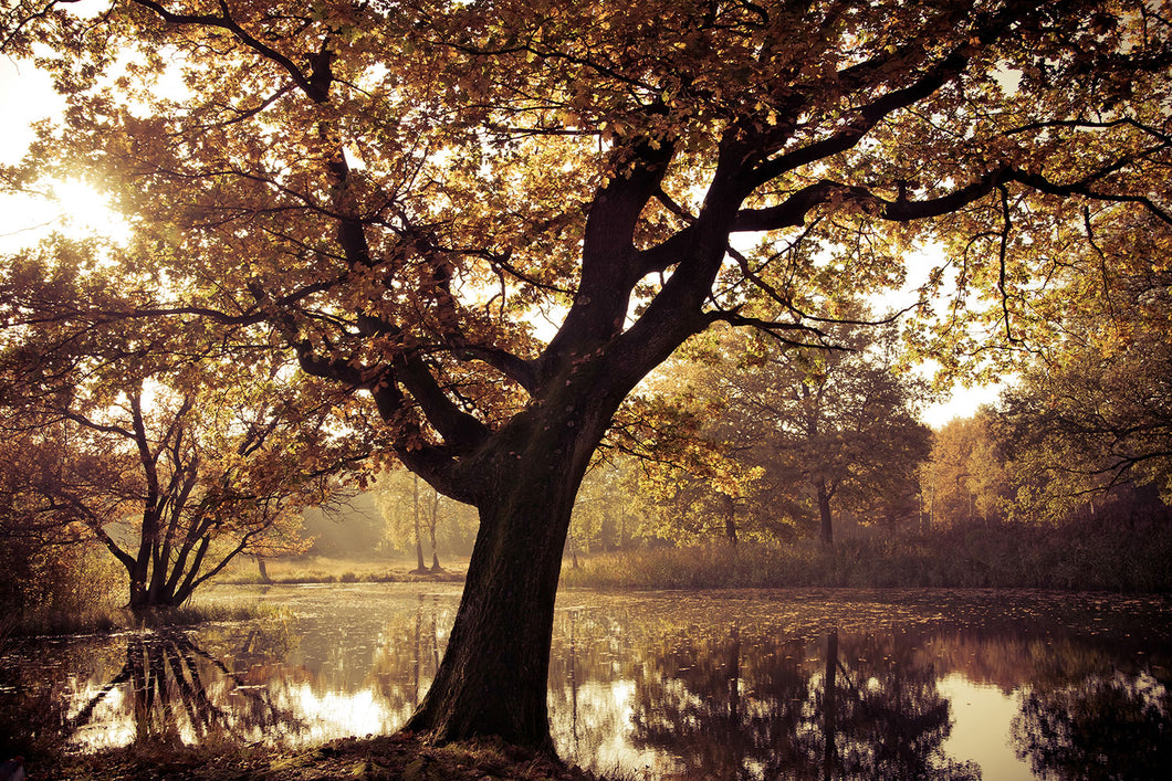 Photo Wallpaper Landscape Park