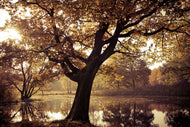 Photo Wallpaper Landscape Park