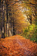 Photo Wallpaper Deciduous Forest In Autumn Light