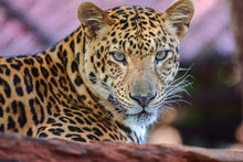 Load image into Gallery viewer, Photo Wallpaper Leopard
