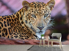 Load image into Gallery viewer, Photo Wallpaper Leopard
