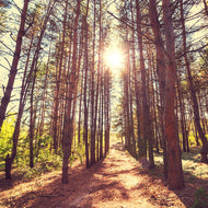 Photo Wallpaper Light At The End Of The Forest Path