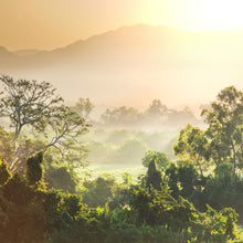 Load image into Gallery viewer, Photo Wallpaper Light Show In forest
