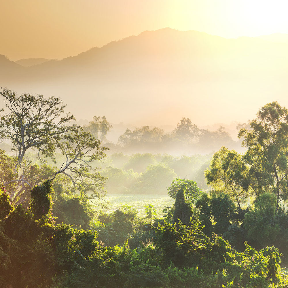 Photo Wallpaper Light Show In forest