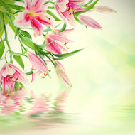 Photo Wallpaper Lilies On Water
