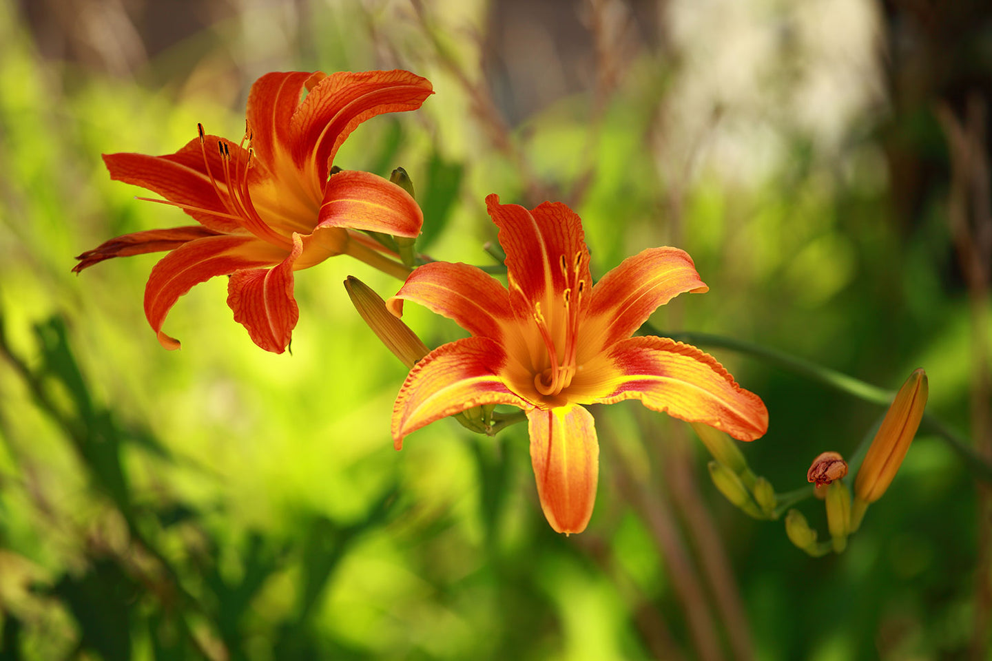 Photo Wallpaper Lilies In Nature