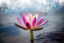 Load image into Gallery viewer, Photo Wallpaper Lotus In The Morning Dew

