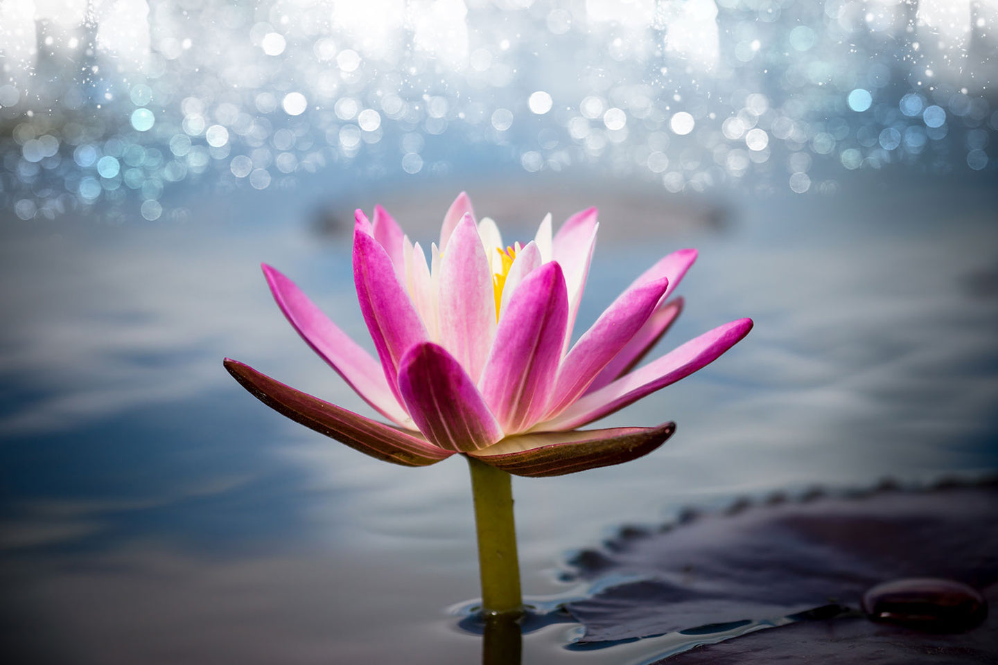 Photo Wallpaper Lotus In The Morning Dew