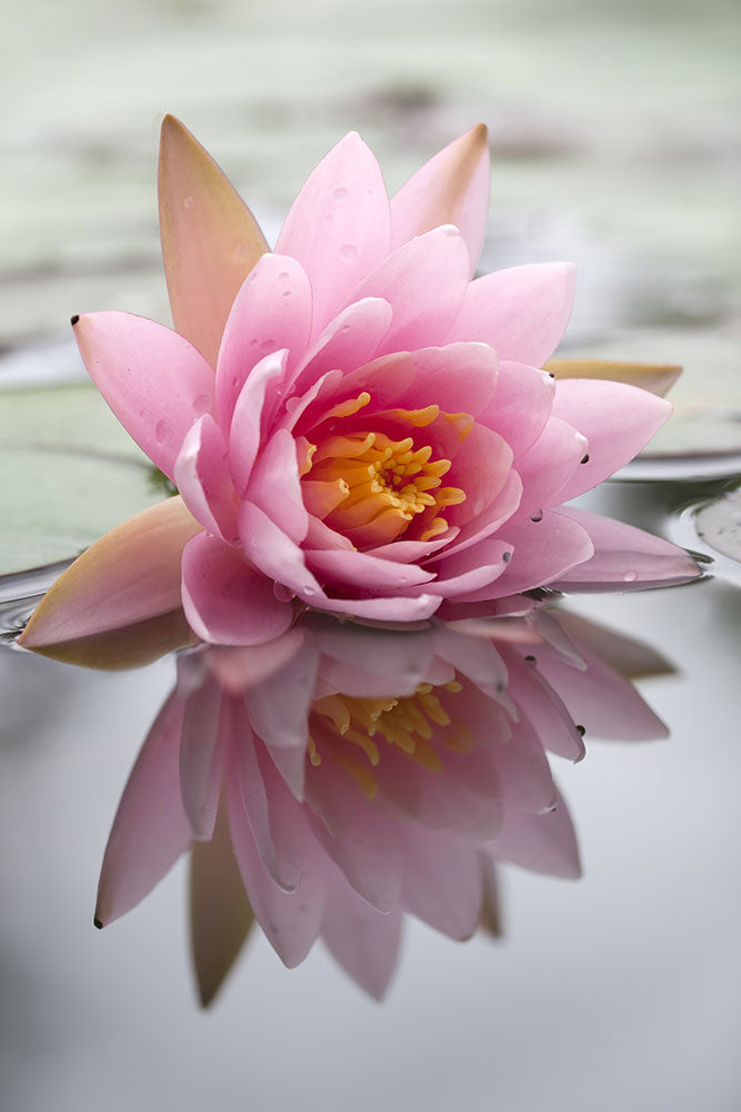 Photo Wallpaper Lotus