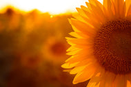 Photo Wallpaper Macro Sunflower