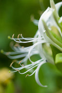 Photo Wallpaper Macro Florescence
