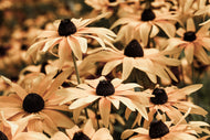 Photo Wallpaper Daisies In Sepia