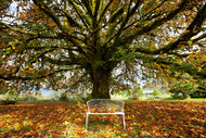 Photo Wallpaper My Favorite Tree