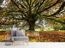 Load image into Gallery viewer, Photo Wallpaper My Favorite Tree
