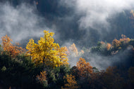 Photo Wallpaper Moonlight Forest