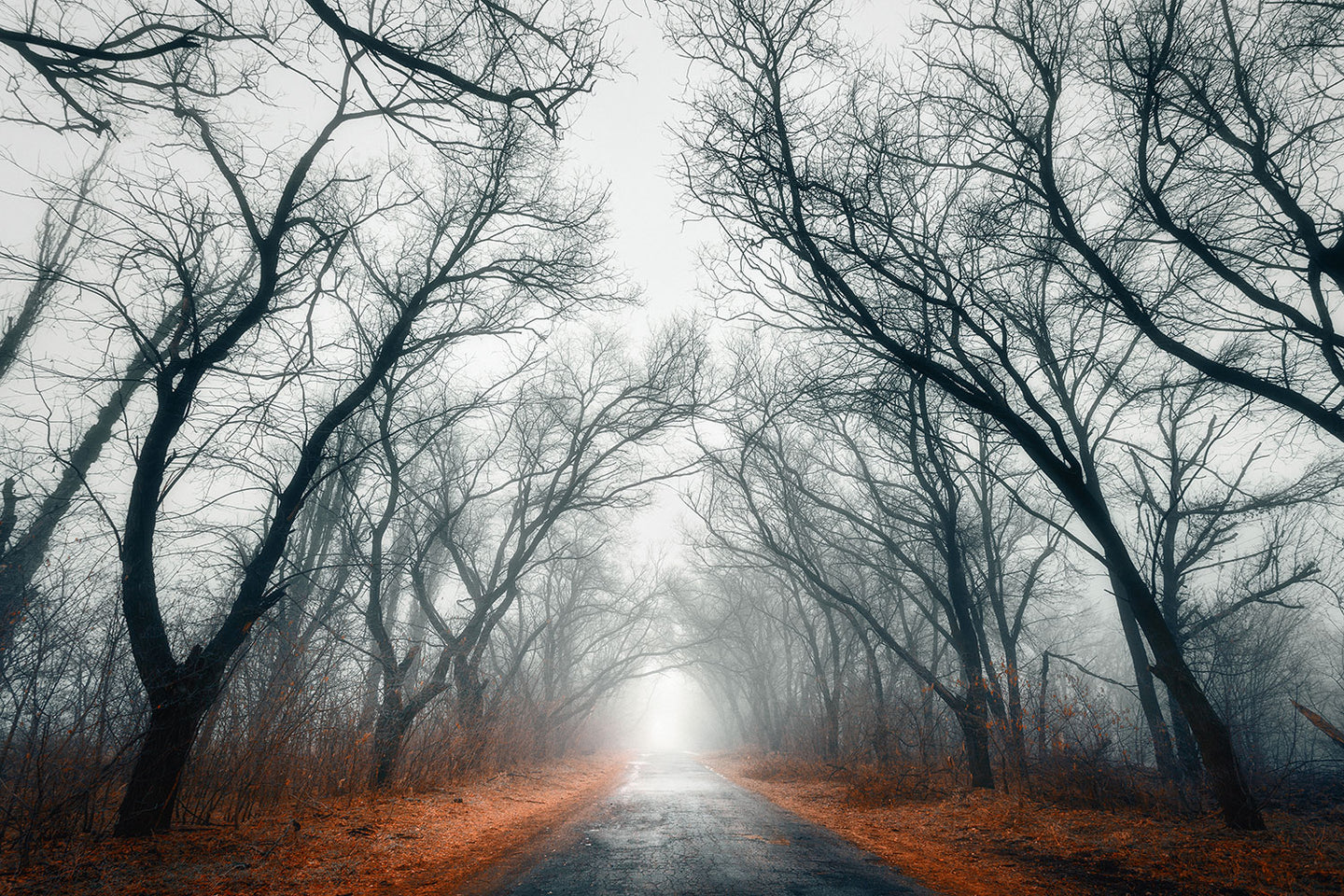 Photo Wallpaper Mysterious Mood In The Forest