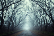 Photo Wallpaper Cloud Forest