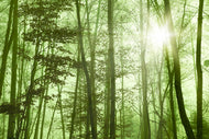 Photo Wallpaper Nibelungen Forest