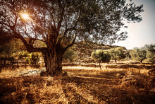 Load image into Gallery viewer, Photo Wallpaper Olive Grove
