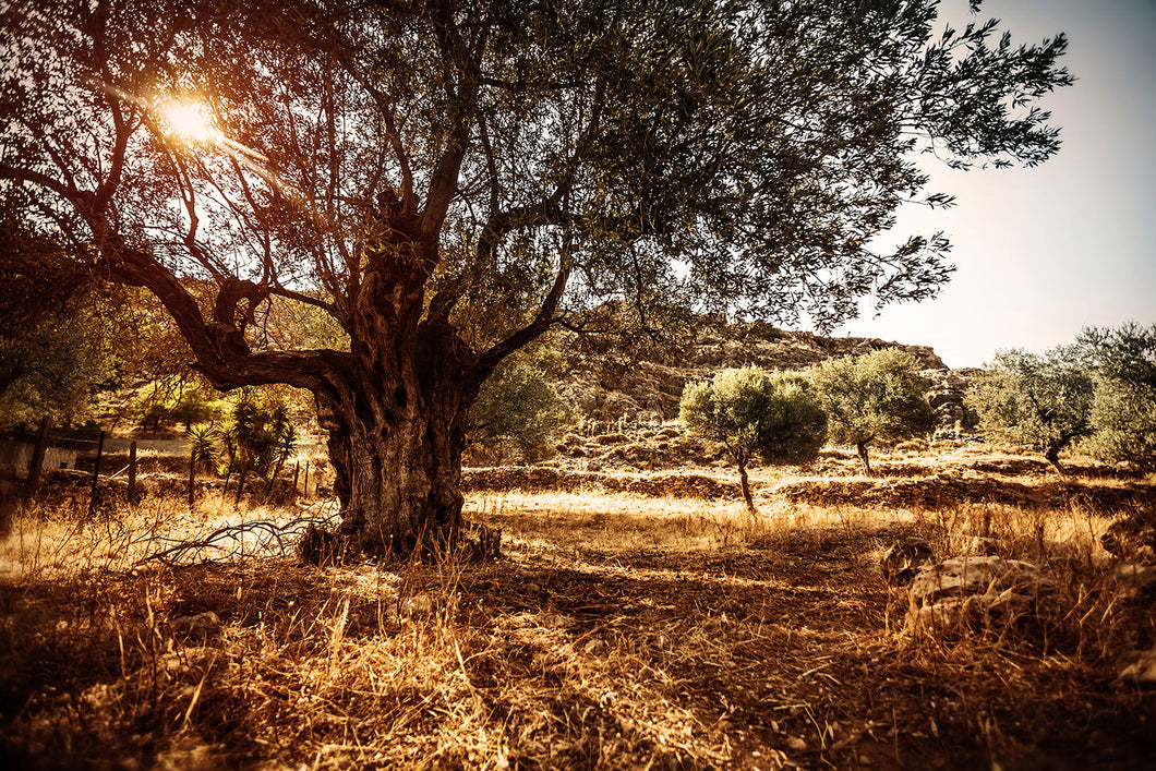 Photo Wallpaper Olive Grove