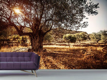 Load image into Gallery viewer, Photo Wallpaper Olive Grove
