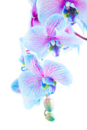 Photo Wallpaper Orchid Butterfly