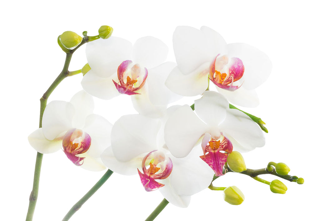 Photo Wallpaper Orchids Love