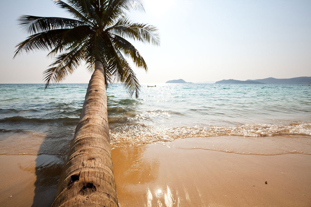 Photo Wallpaper Palm