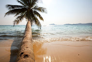 Photo Wallpaper Palm