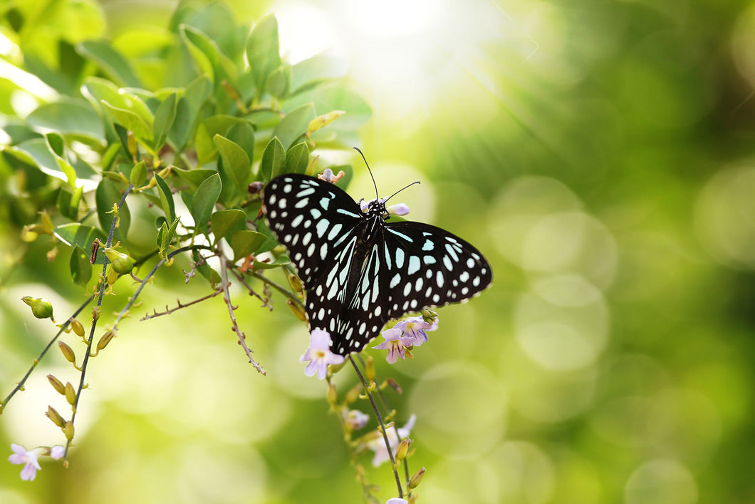 Photo Wallpaper Papilio Butterfly XXL