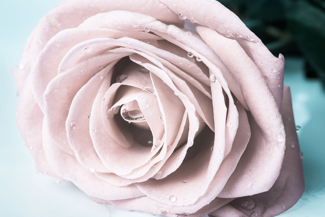 Photo Wallpaper Pastel Rose