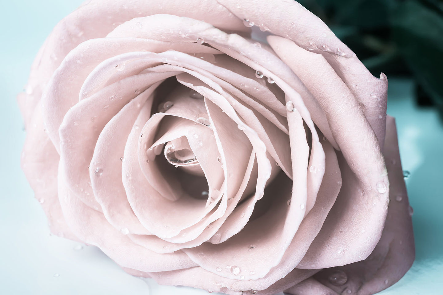 Photo Wallpaper Pastel Rose