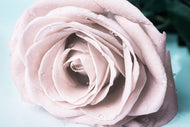 Photo Wallpaper Pastel Rose