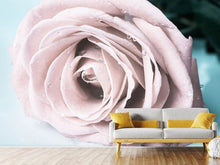 Load image into Gallery viewer, Photo Wallpaper Pastel Rose
