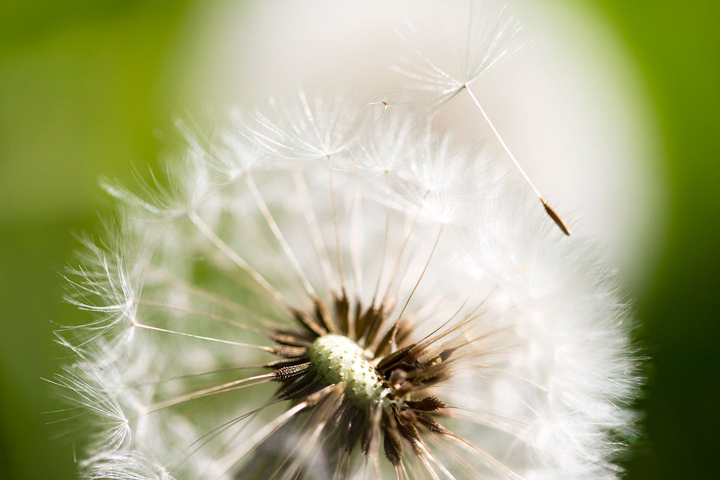 Photo Wallpaper Blowball Dandelion