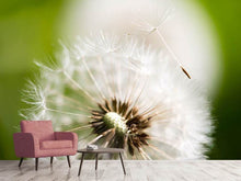 Load image into Gallery viewer, Photo Wallpaper Blowball Dandelion
