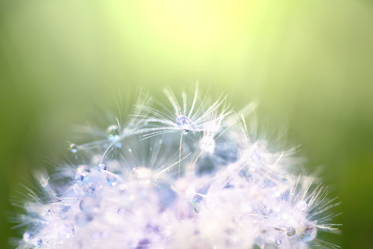 Photo Wallpaper Dandelion XL In Morning Dew