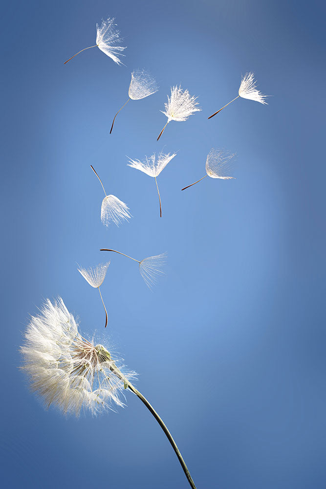 Photo Wallpaper Dandelion XL
