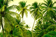 Photo Wallpaper Mural Ready for a vacation