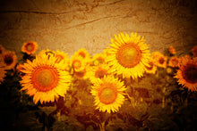 Load image into Gallery viewer, Photo Wallpaper Retro Sunflower
